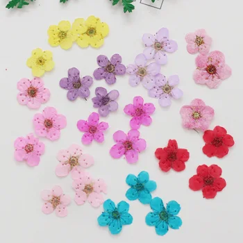 250 adet Mini Preslenmiş Kurutulmuş Nergis Jonquilla Çiçek Bitki Herbaryum Epoksi Reçine Takı Imi Kartpostal Nailart DIY