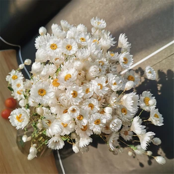 Doğal Taze Kurutulmuş Düğün Dekorasyon için Çiçek Rhodanthe manglesii,Çiçek buketleri hediye,Ev Dekorasyonu Korunmuş