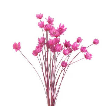 Küçük Papatya Kurutulmuş Çiçek Buketi Küçük Çiçek Art Deco Fotoğraf Sahne DIY Ev Dekorasyon Kurutulmuş Çiçek Vazo Çiçek Düzenleme